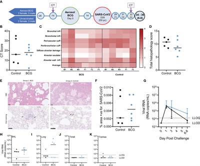 Influence of Aerosol Delivered BCG Vaccination on Immunological and Disease Parameters Following SARS-CoV-2 Challenge in Rhesus Macaques